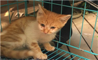 黄白猫是什么品种的猫