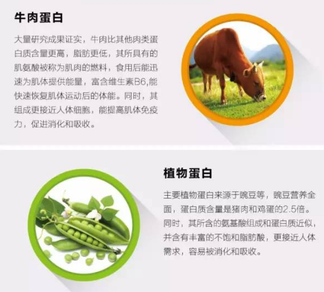 欧力优：源自欧洲 双蛋白运动型系列犬猫粮