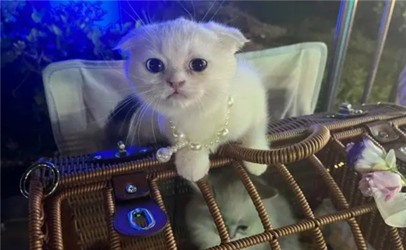 什么叫后院猫
