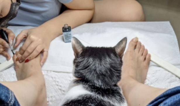 猫咪在美甲店好不容易主动营业,没想到却做出这一举动... 猫咪在美甲店好不容易主动营业,没想到却做出这一举动...