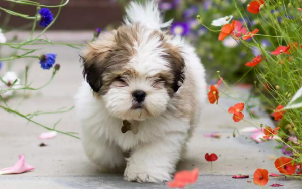拉萨犬什么颜色最贵