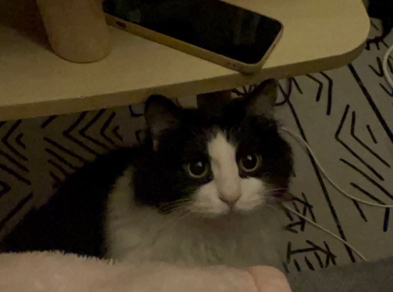 男生发几把猫很担心你啥意思 男生发几把猫很担心你啥意思