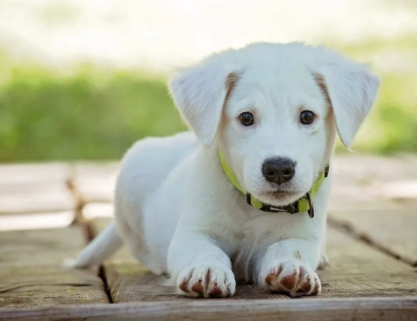 狗狗脑子每天在想什么