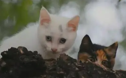 家里两只小猫跑了,女孩寻找未果,最后在树上看到搞笑的一幕 家里两只小猫跑了,女孩寻找未果,最后在树上看到搞笑的一幕