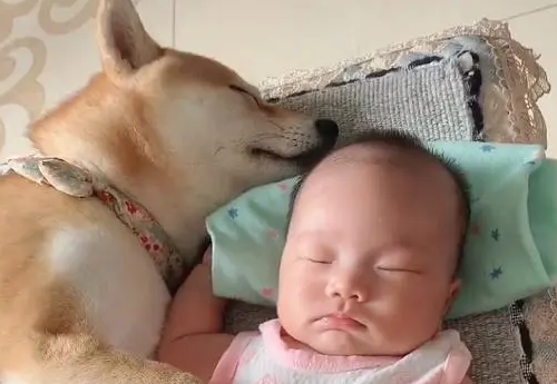 无敌小柴犬“搂”娃睡觉走红,为了这个家也是操碎了心 无敌小柴犬“搂”娃睡觉走红,为了这个家也是操碎了心