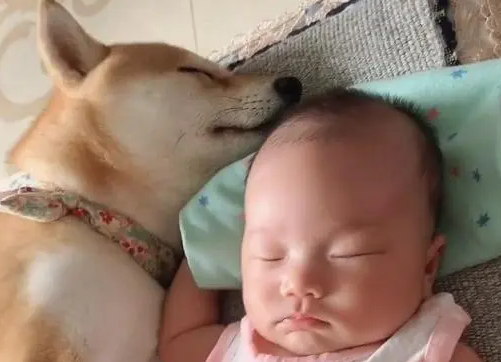 无敌小柴犬“搂”娃睡觉走红,为了这个家也是操碎了心 无敌小柴犬“搂”娃睡觉走红,为了这个家也是操碎了心