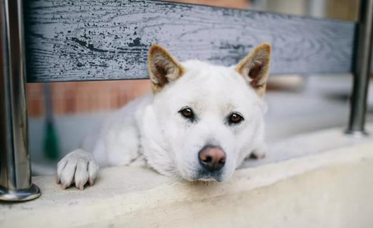 珍岛犬好养吗 珍岛犬好养吗