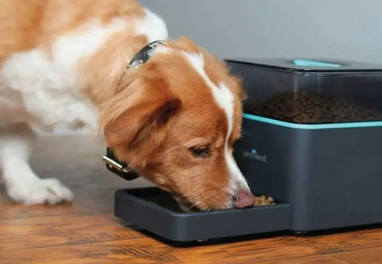 怎么知道你的狗狗到底有没有吃饱，它是真饿还是贪吃？