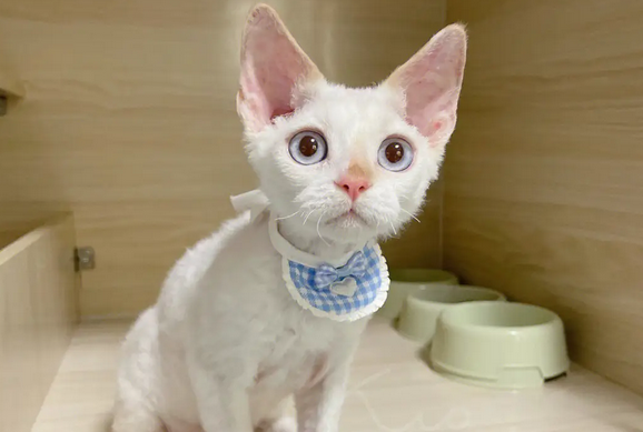 十大最霸气的猫 十大最霸气的猫