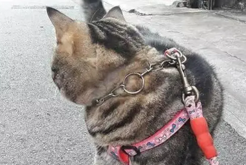 猫遛弯发脾气,铲屎官:我仿佛养了只狗 猫遛弯发脾气,铲屎官:我仿佛养了只狗