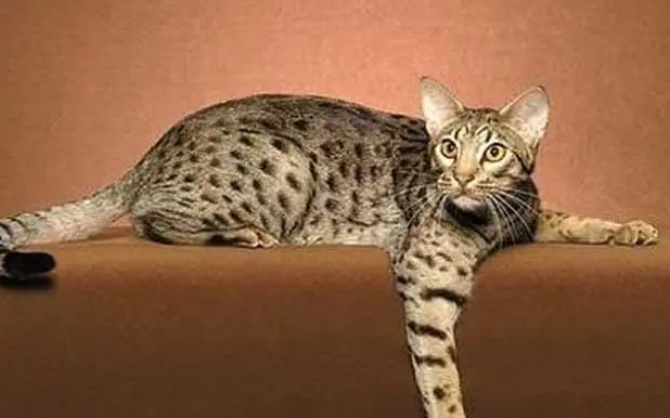 奥西猫拆家吗 奥西猫拆家吗
