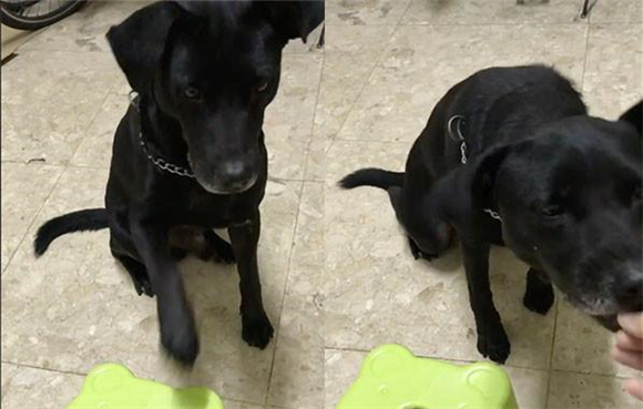 黑色米克斯犬图片大全