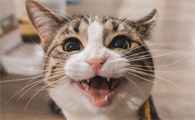 猫一直叫唤像在找东西