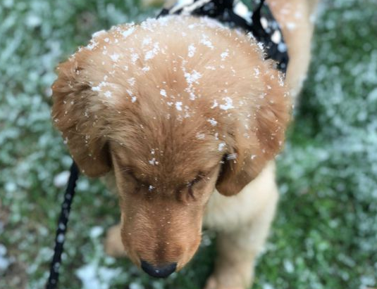 下着雪也得带着金毛出来,玩一会儿身上就都是雪了! 下着雪也得带着金毛出来,玩一会儿身上就都是雪了!