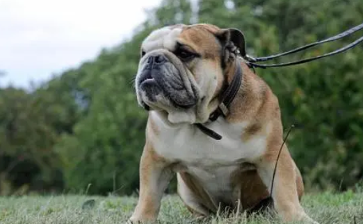 美国斗牛犬价格多少钱一只