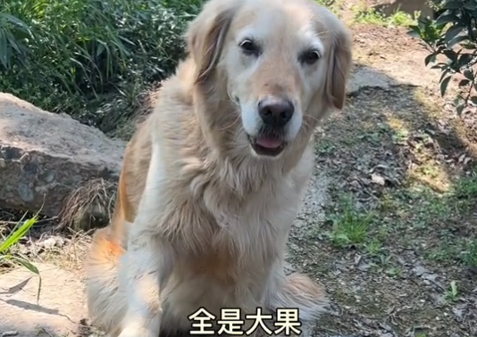 金毛狗帮忙摘橙子售卖被网暴，商家无奈下架橙子