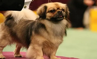 拉萨犬是哪个国家的