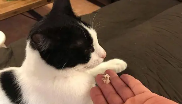这只小猫真馋,遇到喜欢吃的东西抢着,网友:不给抓人! 这只小猫真馋,遇到喜欢吃的东西抢着,网友:不给抓人!