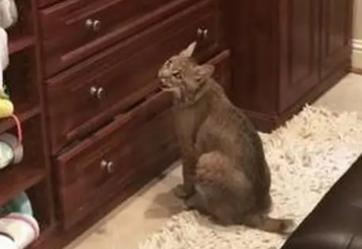 好心带流浪猫回家却差点被咬,发照片找领养,网友却让把猫扔了 好心带流浪猫回家却差点被咬,发照片找领养,网友却让把猫扔了