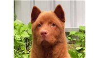 五红犬的训练难度如何