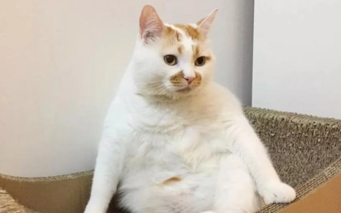 几把猫是谐音梗吗 几把猫是谐音梗吗