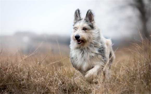 米克斯犬是大型犬吗