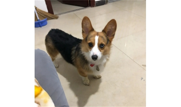 三个月柯基掉毛严重正常吗