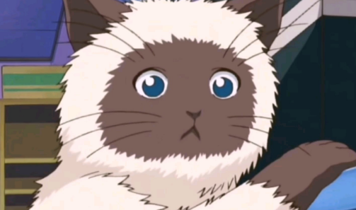 卡鲁宾猫猫谁养的
