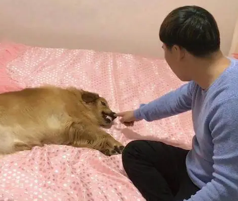金毛和女主人在床上睡觉，男主人叫它走开，金毛竟跟他急眼了