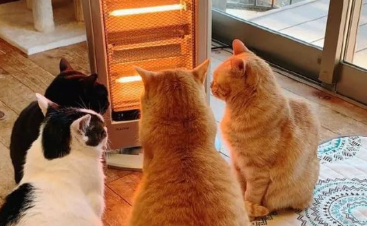 猫咪佛系烤火,主人一看,屁股都快没了 猫咪佛系烤火,主人一看,屁股都快没了