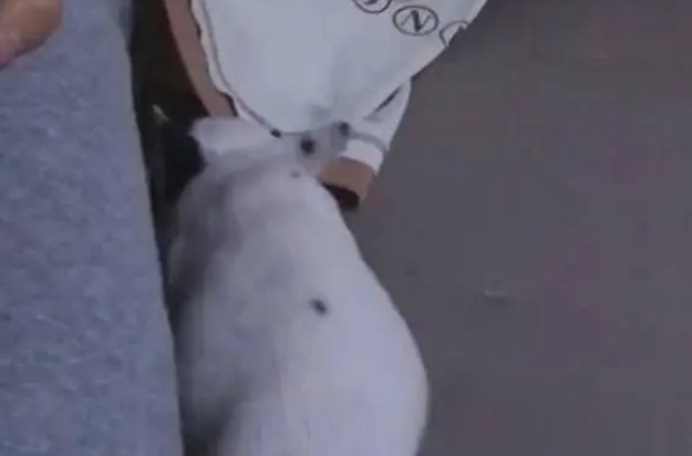 狗狗钻进男主衣服睡觉,像个可爱的宝宝,网友:幸好是男主人! 狗狗钻进男主衣服睡觉,像个可爱的宝宝,网友:幸好是男主人!