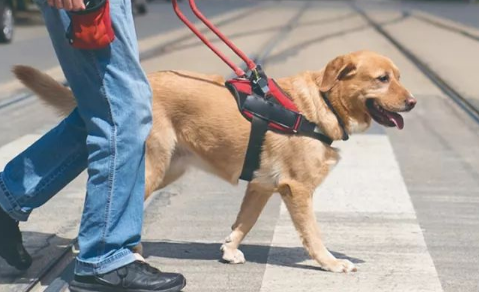 导盲犬可以上高铁吗 导盲犬可以上高铁吗