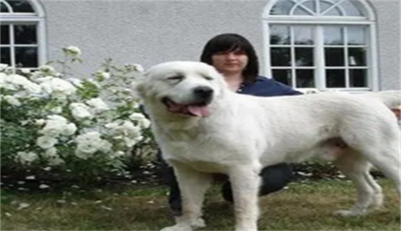 中亚牧羊犬咬合力是多少磅