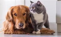 卡拉猫包包怎么分辨真假