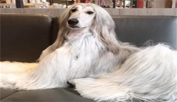 白色长毛犬是什么品种