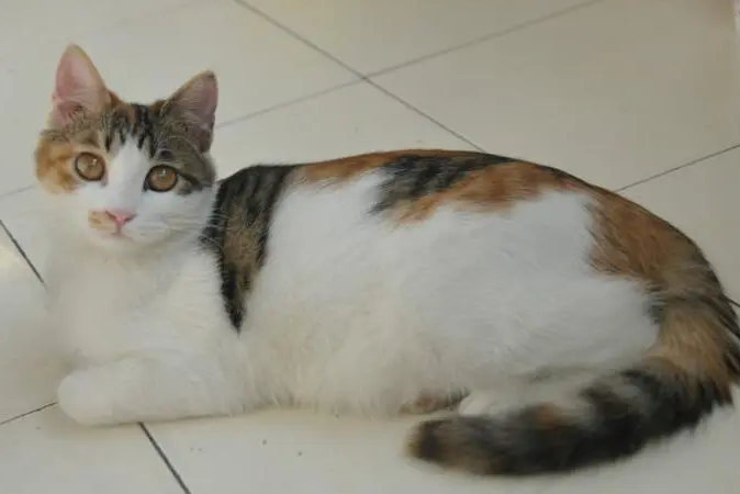 猫认为的猫中美人