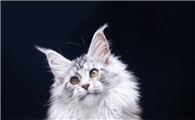 什么品种的猫最高冷霸气