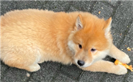 冯小刚为什么拍忠犬八公
