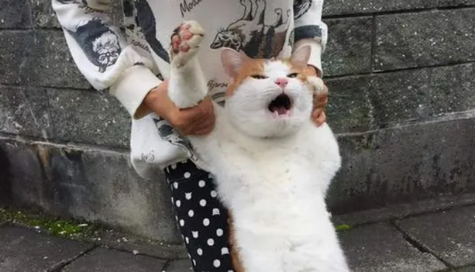 猫咪一出门就怂成了狗,死死抱住主人不敢撒手,路人一看笑喷了! 猫咪一出门就怂成了狗,死死抱住主人不敢撒手,路人一看笑喷了!