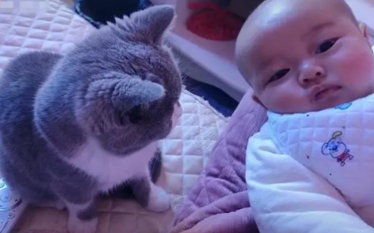 刚给宝宝剃了一个光头，猫咪就忍不住下手了，主人：真怕它伸爪子