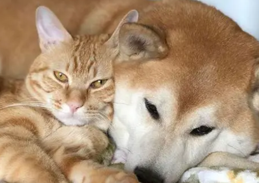 这只猫咪偶遇柴犬过后,就开始怀疑猫生,问题居然出在长相上! 这只猫咪偶遇柴犬过后,就开始怀疑猫生,问题居然出在长相上!