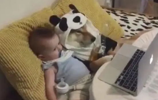 柴犬陪着小主人在家看动画片,主人特意的拍下了这一幕,暖哭了! 柴犬陪着小主人在家看动画片,主人特意的拍下了这一幕,暖哭了!