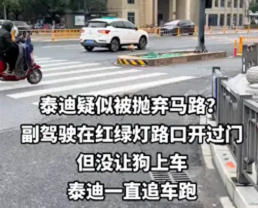 疑似被遗弃的泰迪拼命追车,跑得飞快都追上了,车主仍没有停车! 疑似被遗弃的泰迪拼命追车,跑得飞快都追上了,车主仍没有停车!