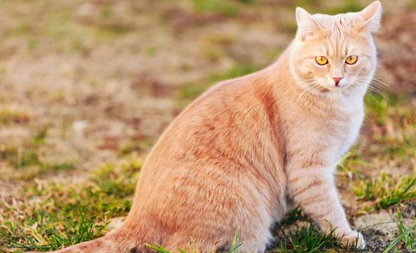 猫寿命有多长 猫寿命有多长