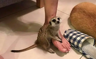 狐獴认识主人吗