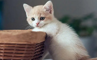 女人和猫的共性