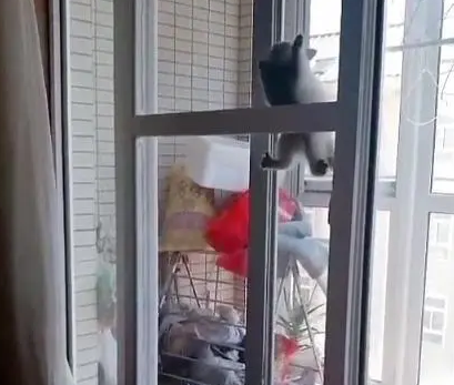 三只小奶猫不安分,竟然能贴着玻璃爬上去,主人:你们是蜘蛛侠吗 三只小奶猫不安分,竟然能贴着玻璃爬上去,主人:你们是蜘蛛侠吗