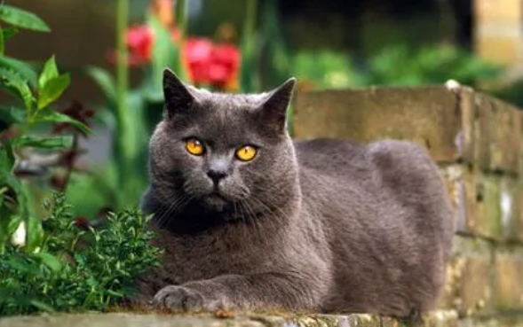 卡尔特猫头像