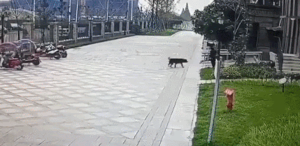狗不栓绳,为什么受伤的总是孩子? 狗不栓绳,为什么受伤的总是孩子?