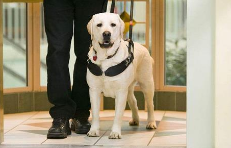 导盲犬可以坐地铁吗 导盲犬可以坐地铁吗